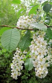 Attēlu rezultāti vaicājumam “Padus avium”