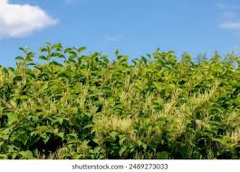 Attēlu rezultāti vaicājumam “Reynoutria sachalinensis flower”