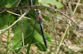 Attēlu rezultāti vaicājumam “Phalonidea permixtana”