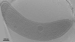 Attēlu rezultāti vaicājumam “Pseudobryum cinclidioides cells”