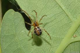 Attēlu rezultāti vaicājumam “Phylloneta sp.”