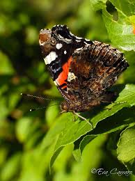 Attēlu rezultāti vaicājumam “Vanessa atalanta upperside”