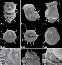 Attēlu rezultāti vaicājumam “Hadula trifolii larva”