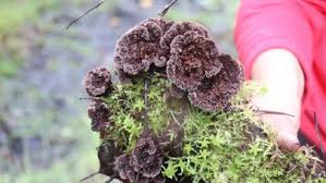 Attēlu rezultāti vaicājumam “Thelephora terrestris”