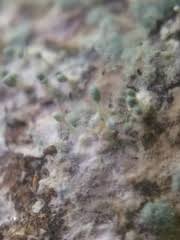 Attēlu rezultāti vaicājumam “Penicillium vulpinum”