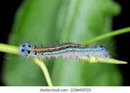 Attēlu rezultāti vaicājumam “Malacosoma neustria larva”