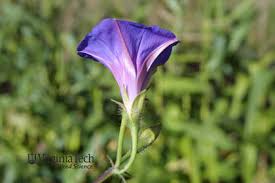 Image result for Ipomoea purpurea