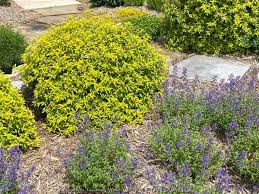 Attēlu rezultāti vaicājumam “Nepeta x faassenii leaf”