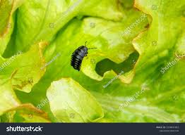 Attēlu rezultāti vaicājumam “Silpha obscura larva”