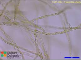 Attēlu rezultāti vaicājumam “Trentepohlia sp.”
