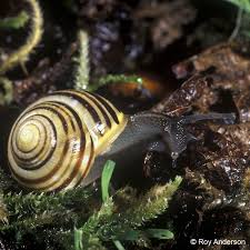 Attēlu rezultāti vaicājumam “Cepaea hortensis”