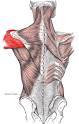 Deltoid muscle - Wikipedia, the free encyclopedia