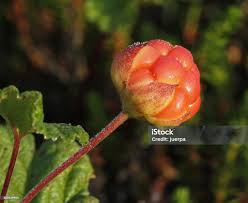 Attēlu rezultāti vaicājumam “Rubus chamaemorus fruit”