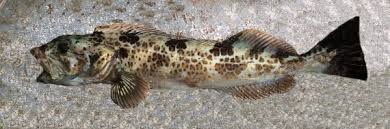 Image result for Ophiodon elongatus