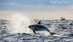 Image result for Lagenorhynchus albirostris