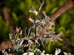 Attēlu rezultāti vaicājumam “Pseudevernia furfuracea”