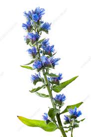 Attēlu rezultāti vaicājumam “Echium vulgare bud”