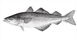 Image result for Pollachius pollachius