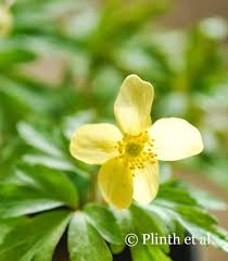 Attēlu rezultāti vaicājumam “Anemone x lipsiensis flower”