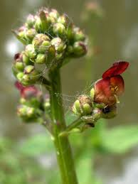 Attēlu rezultāti vaicājumam “Scrophularia umbrosa flower”