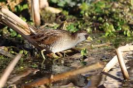 Image result for Porzana carolina