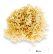 Attēlu rezultāti vaicājumam “Sparassis crispa”