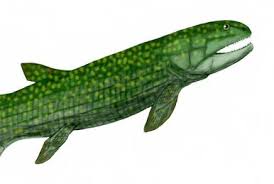 Attēlu rezultāti vaicājumam “Laccognathus panderi”