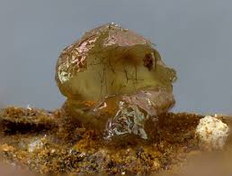 Attēlu rezultāti vaicājumam “Dianema depressum”