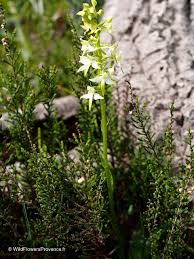 Attēlu rezultāti vaicājumam “Platanthera chlorantha flower”