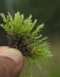 Attēlu rezultāti vaicājumam “Pohlia wahlenbergii”