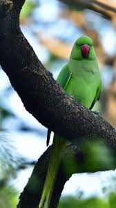 Image result for Psittacula krameri