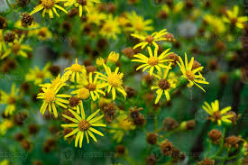 Attēlu rezultāti vaicājumam “Jacobaea vulgaris flower”