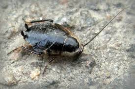 Attēlu rezultāti vaicājumam “Ectobius sylvestris female”