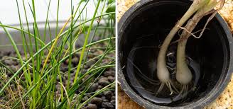 Image result for Pseudomyxus capensis