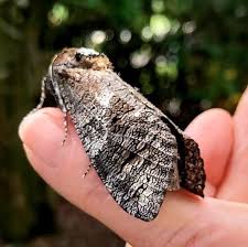 Attēlu rezultāti vaicājumam “Cossus cossus”