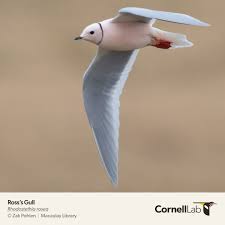 Image result for Rhodostethia rosea