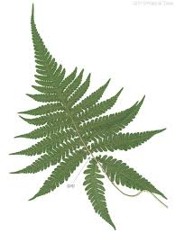 Attēlu rezultāti vaicājumam “Phegopteris connectilis”