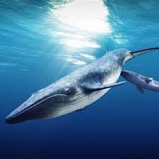 Image result for Balaenoptera borealis