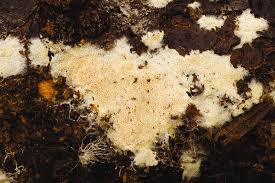 Attēlu rezultāti vaicājumam “Asterodon ferruginosus”