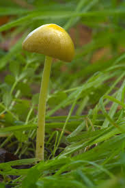 Attēlu rezultāti vaicājumam “Bolbitius vitellinus”