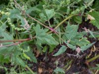 Attēlu rezultāti vaicājumam “Atriplex calotheca”