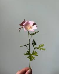 Attēlu rezultāti vaicājumam “Malva moschata flower”