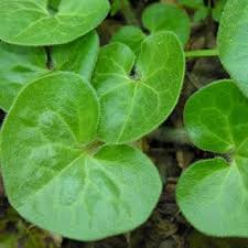 Attēlu rezultāti vaicājumam “Asarum europaeum leaf”