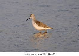 Attēlu rezultāti vaicājumam “Tringa stagnatilis”