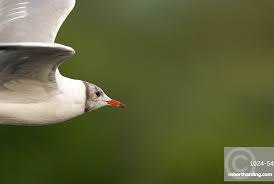 Attēlu rezultāti vaicājumam “Larus ridibundus juvenile”