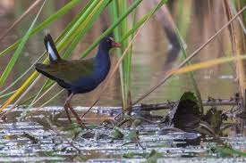 Image result for Porphyrio alleni