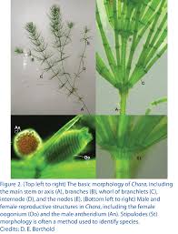 Attēlu rezultāti vaicājumam “Chara intermedia”