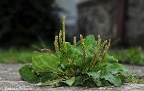 Attēlu rezultāti vaicājumam “Plantago major”