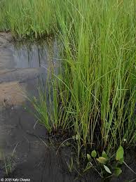 Attēlu rezultāti vaicājumam “Juncus alpinoarticulatus”