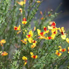 Image result for Cytisus scoparius